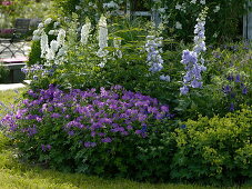 Blue and white perennial bed