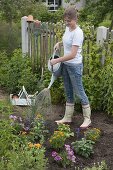 Young woman planting summer flower turnip