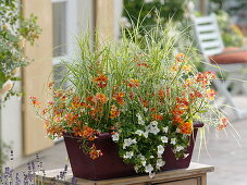 Balkonkasten mit orange-weißen Sommerblumen bepflanzt 1/2