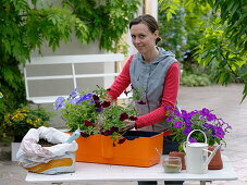 Woman planting Petunia balcony box 1/2