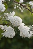 Deutzia scabra (Deuztie, Sternchenstrauch)