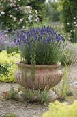 Lavandula 'Hidcote Blue' (lavender) in terracotta dish