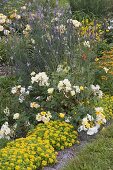 Sedum floriferum 'Weihenstephaner Gold' (Golden Stonecrop)