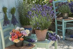 Herb terrace with lavender 'Hidcote Blue' (Lavandula)