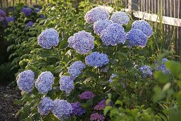 Hydrangea macrophylla 'Bavaria' (Zweifarbige Hortensie)