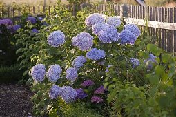 Hydrangea macrophylla 'Bavaria' (Bicoloured hydrangea)