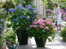 Hydrangea (Hortensien) in schwarzen Metall-Töpfen