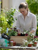 Woman plants red and white summer box