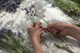 Prepare lavender bouquets for drying
