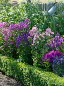 Blue-pink-purple-scented bed in a cottage garden