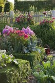 Bauerngarten mit Stauden, Gemüse und Buchs - Hecke