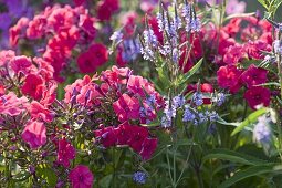 Verbena hastata 'Blue Spiers', Phlox paniculata 'Starfire'