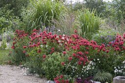 Monarda 'Cambridge Scarlet' (Indian Nettle), Verbena bonariensis