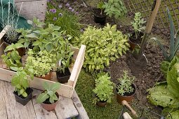 Planting herbs in beds