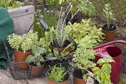 Planting herbs in the flower bed