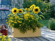 Yellow box with Helianthus (Sunflowers), Coreopsis 'Gold Nugget'.