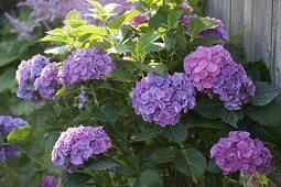 Hydrangea macrophylla (Hortensie)