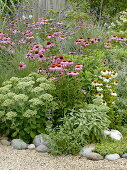 Perennial grass bed with coneflowers