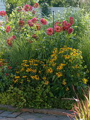 Summer bed with perennials and dahlias