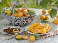 Korb mit frisch geernteten Aprikosen (Prunus armeniaca)