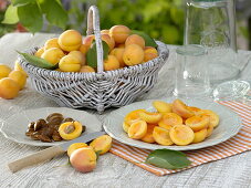 Basket of freshly harvested apricots (Prunus armeniaca)