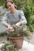 Woman cutting silver-leaved santolina (Santolina chamaecyparissus)