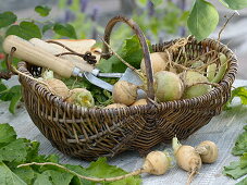 Freshly picked Teltow turnips in a basket