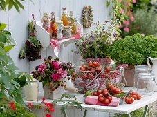 Korb mit frisch geernteten Tomaten (Lycopersicon), Basilikum 'Picolino'