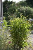 Eragrostis trichodes (Sand-love-grass, Bow-love-grass), Centaurea cyanus
