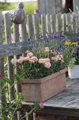 Dianthus caryophyllus 'Peach' (Nelken) und Lavendel 'Hidcote Blue'