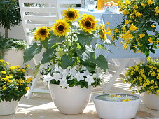 White-yellow summer balcony