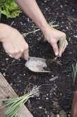 Planting leeks in the bed (2/2)