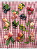 Stone fruit (Prunus) Tableau