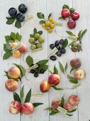 Stone fruit (Prunus) tableau with German labelling