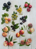 Stone fruit (Prunus) tableau with botanical labelling