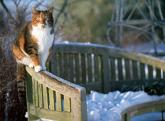Cat sitting on a bench in winter