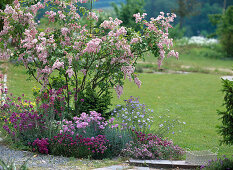 Syringa reflexa (bow lilac), Dianthus (carnations)