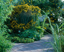 Helenium 'Kanaria' (Sonnenbraut), Rudbeckia fulgida