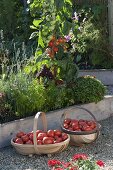 Baskets with freshly harvested tomatoes (Lycopersicon)