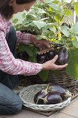 Woman harvesting mini aubergine 'Ophelia' (Solanum melongena)