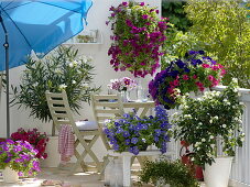 Petunia balcony, Petunia in different colors, Nerium