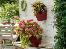 Coleus 'Rainbow', 'Fishnet Stockings', Zinnia