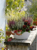 White autumn bowl: Calluna vulgaris 'Twin Girls'