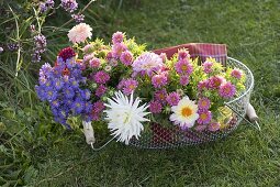 Korb mit frisch geschnittenen Aster, Dahlia (Dahlie) und Sommeraster