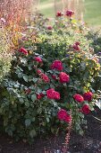 Rosa 'Red Leonardo Da Vinci' (Nostalgische Rose)