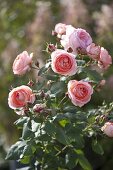 Rosa 'Amelia Renaissance' (shrub rose), repeat flowering, very fragrant