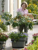 Woman picking peaches of dwarf peach trees 'Amber var. Pixzee'