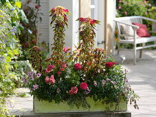 Spätsommerkasten mit Amaranthus 'Tricolor Splendens' (Fuchs Schwanz)