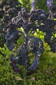 Red Kale 'Redbor' (Brassica)
