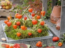 Moss wreath decorated with lantern fruits